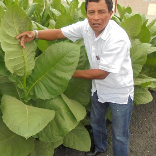 Cigar Experience 006